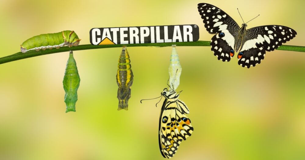 caterpillar metamorphosis butterfly DEI